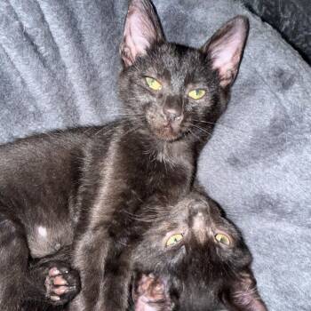 Pistol -  Domestic Short Hair Cat for Adoption in Houston, Texas - Pistol | PetCurious