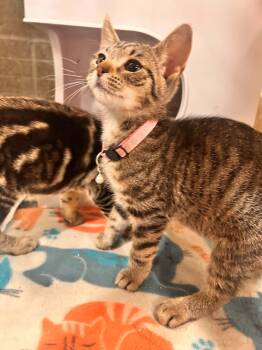 Pancake, Waffles and Sausage -  Domestic Short Hair Cat for Adoption in Roxbury Township, New Jersey - Pancake, Waffles And Sausage | PetCurious