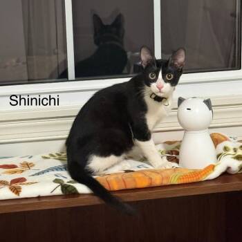 Rescue Domestic Short Hair Cats for Adoption in Fairfax Station, Virginia - ShiniChi | PetCurious