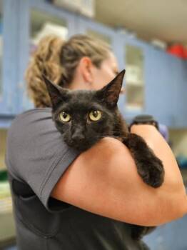 Domestic Short Hair Cats Available for Adoption in Disputanta, Virginia - Salem | PetCurious