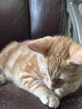 Jelly -  Domestic Short Hair and Tabby Cat for Adoption in Buford, Georgia - Jelly | PetCurious