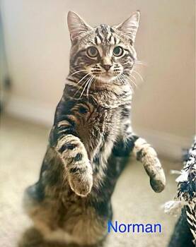 Rescue Tabby Cats for Adoption in Newport, Washington - Norman & Carrie | PetCurious