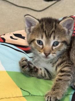 Domestic Short Hair Cats Available for Adoption in Ferndale, Michigan - Apple Jack | PetCurious
