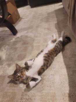 Domestic Short Hair Cats Available for Adoption in Herndon, Virginia - Donald FeLV+ | PetCurious