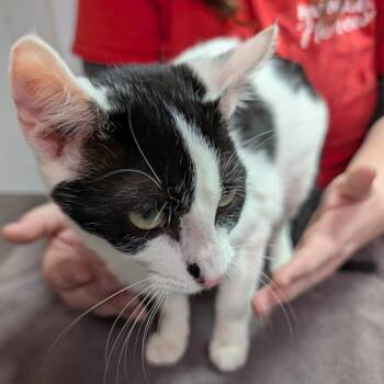 Domestic Short Hair Cats Available for Adoption - Dottie | PetCurious