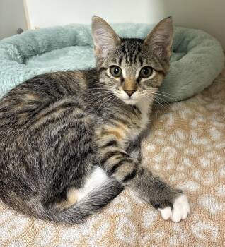 Mabel -  Domestic Short Hair Cat for Adoption in Elmsford, New York - Mabel | PetCurious