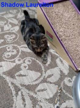 Rescue Domestic Short Hair Cats for Adoption in Westbury, New York - Shadow Laurelton | PetCurious