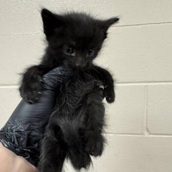 Modelo -  Domestic Short Hair Cat for Adoption in Reno, Nevada - Modelo | PetCurious