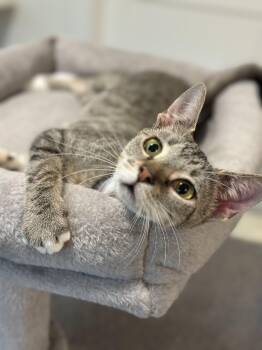 Rescue Domestic Short Hair and Oriental Tabby Cats for Adoption in Brierfield, Alabama - Nikki | PetCurious
