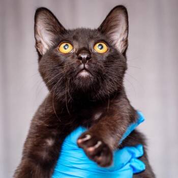 Triumph -  Domestic Short Hair Cat for Adoption in Hattiesburg, Mississippi - Triumph | PetCurious
