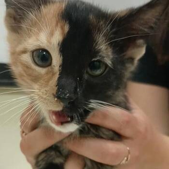 Domestic Short Hair Cats Available for Adoption in Lynchburg, Virginia - Sailor Moon | PetCurious