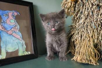Domestic Short Hair Cats Available for Adoption in San Antonio, Texas - Crawdaddy | PetCurious
