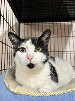 Domestic Short Hair Cats Available for Adoption in Lancaster, South Carolina - Rebecca | PetCurious