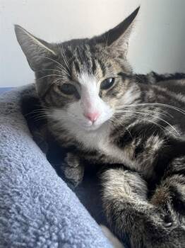 Domestic Short Hair Cats Available for Adoption - SPITFIRE | PetCurious