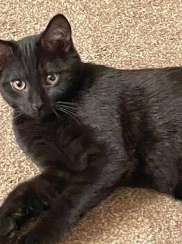Domestic Short Hair Cats Available for Adoption in Virginia Beach, Virginia - Joey | PetCurious