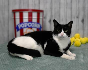 Rescue Domestic Short Hair Cats for Adoption in Roanoke, Texas - Mark | PetCurious