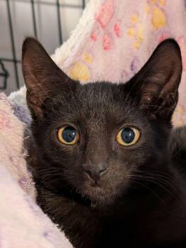 Rescue Bombay Cats for Adoption - Archer MD 5/25 | PetCurious