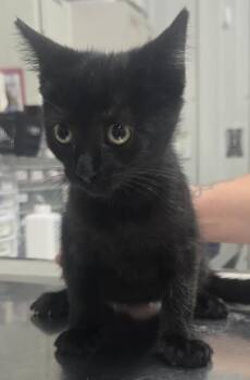 Rescue Domestic Short Hair Cats for Adoption in Hillsdale, Indiana - Marsha | PetCurious