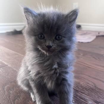 Lotus -  Domestic Long Hair Cat for Adoption in Cornwall, Ontario - Lotus | PetCurious