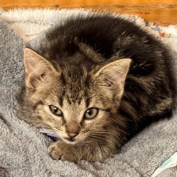 Cubby -  Domestic Short Hair Cat for Adoption in Rochester, Minnesota - Cubby | PetCurious