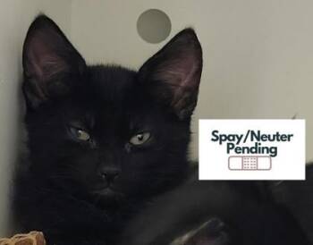 Chip -  Domestic Short Hair Cat for Adoption in Kalispell, Montana - Chip | PetCurious