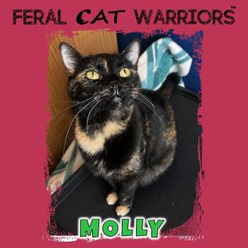 Domestic Short Hair Cats Available for Adoption in Kingman, Arizona - Molly | PetCurious
