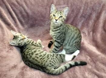 Domestic Short Hair Cats Available for Adoption in Gorham, Maine - Rosalina | PetCurious