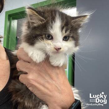 Ian -  Domestic Long Hair Cat for Adoption in Washington, District Of Columbia - Ian | PetCurious