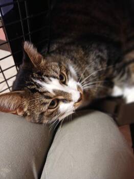 Mushu -  Domestic Short Hair Cat for Adoption - Mushu | PetCurious