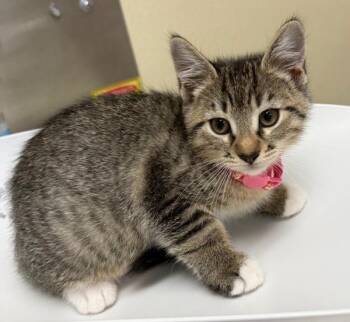Arcee -  Domestic Short Hair Cat for Adoption in Black Eagle, Montana - Arcee | PetCurious