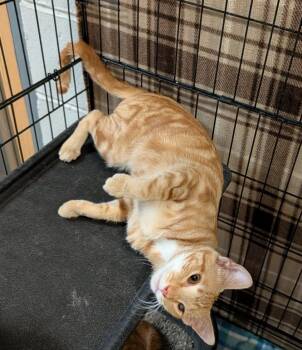 Tabby and Domestic Short Hair Cats Available for Adoption - Honey Mustard (Spayed) (Photos 2/20/2026 & 2/17/2026) (Currently | PetCurious