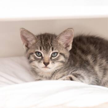 Miss Maudie -  Domestic Short Hair Cat for Adoption in New York, New York - Miss Maudie | PetCurious