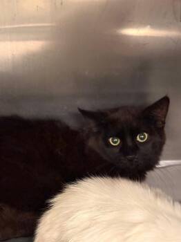 Domestic Short Hair Cats Available for Adoption - MONICA | PetCurious
