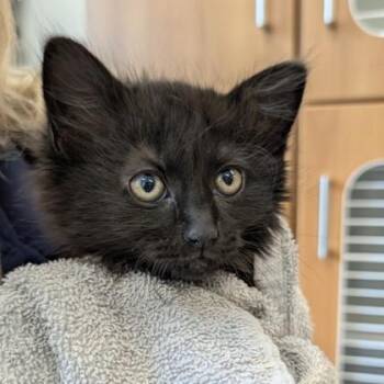 Black Widow -  Domestic Long Hair and Domestic Short Hair Cat Available for Adoption in Voorhees Township, New Jersey - Black Widow | PetCurious