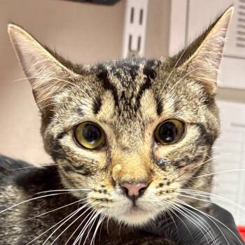 Tawny -  Domestic Short Hair Cat for Adoption in Yuma, Arizona - Tawny | PetCurious