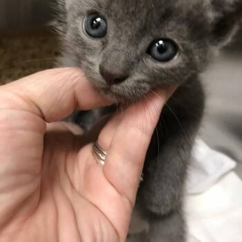 Birdie -  Domestic Short Hair Cat for Adoption in Lynchburg, Virginia - Birdie | PetCurious