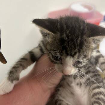 Axel -  Domestic Short Hair Cat for Adoption in Ottawa, Kansas - Axel | PetCurious
