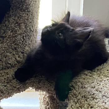 Pixie -  Domestic Long Hair Cat for Adoption in Chattanooga, Tennessee - Pixie | PetCurious