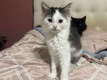 Rescue Domestic Medium Hair Cats for Adoption in Johnson City, Tennessee - Caroline | PetCurious