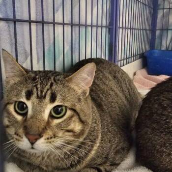 QP Quarter Pounder -  Domestic Short Hair Cat for Adoption in Burlington, Iowa - QP Quarter Pounder | PetCurious
