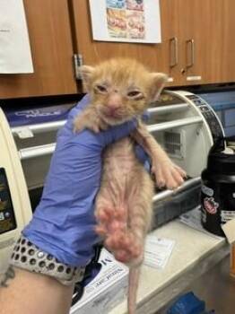 Domestic Short Hair Cats Available for Adoption in Doral, Florida - MAGNOLIA | PetCurious