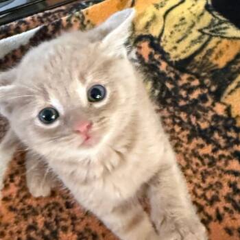 Alex -  Domestic Short Hair Cat for Adoption in Yucaipa, California - Alex | PetCurious