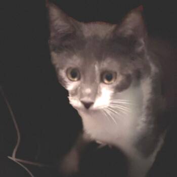 Onyx -  Domestic Short Hair Cat for Adoption in Los Angeles, California - Onyx | PetCurious