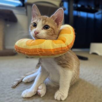 Rescue Domestic Short Hair Cats for Adoption in Allen, Texas - Sugar | PetCurious