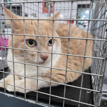 Jerome -  Domestic Short Hair Cat for Adoption in Newark, New Jersey - Jerome | PetCurious