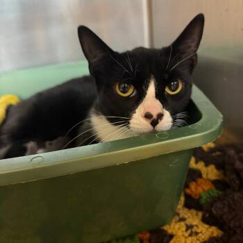 Petunia -  Domestic Short Hair Cat for Adoption in Buellton, California - Petunia | PetCurious