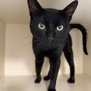 Domestic Short Hair Cats Available for Adoption in Elyria, Ohio - Hagar | PetCurious