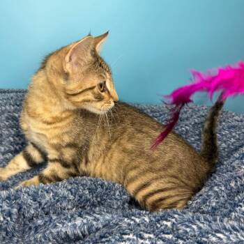 Clove -  Domestic Short Hair Cat for Adoption in San Antonio, Texas - Clove | PetCurious