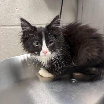 Aeloria -  Domestic Long Hair Cat for Adoption in Council Bluffs, Iowa - Aeloria | PetCurious