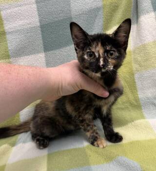 Pebbles -  Domestic Short Hair Cat for Adoption in Richland Hills, Texas - Pebbles | PetCurious